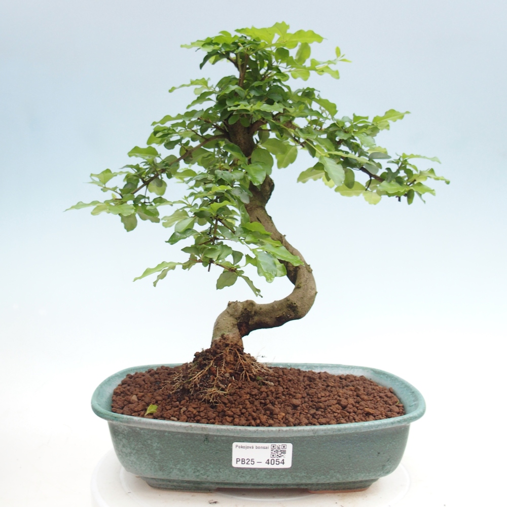 Camera bonsai -Ligustrum chinensis - Becco d'uccello