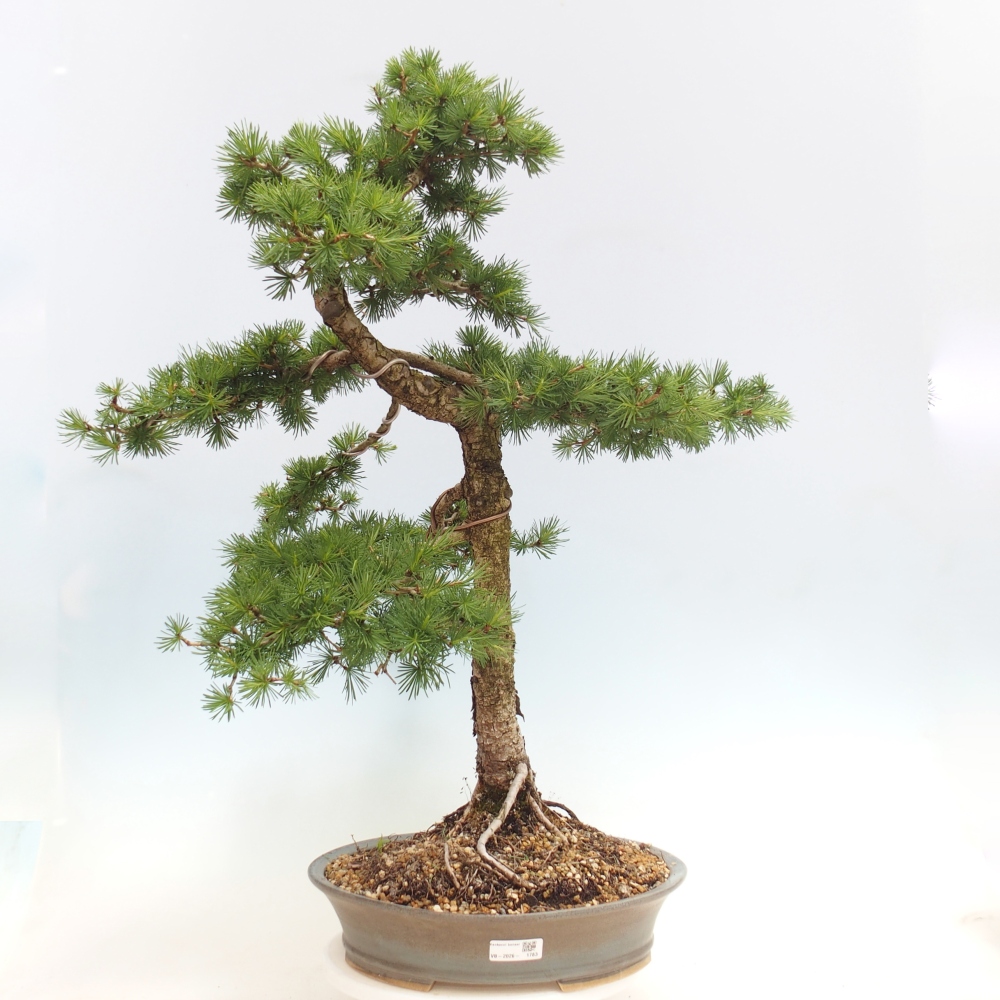Bonsai da esterno -Larix decidua - Larice