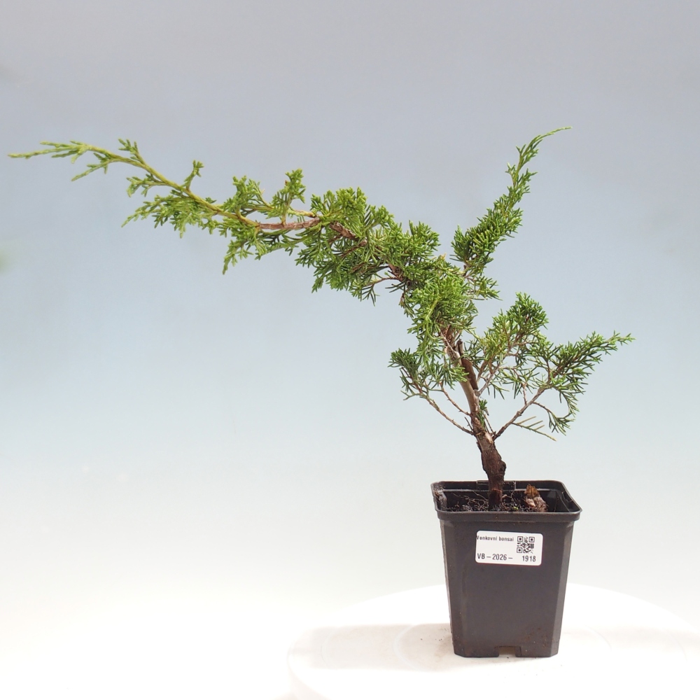 Bonsai da esterno - Juniperus chinensis Itoigawa