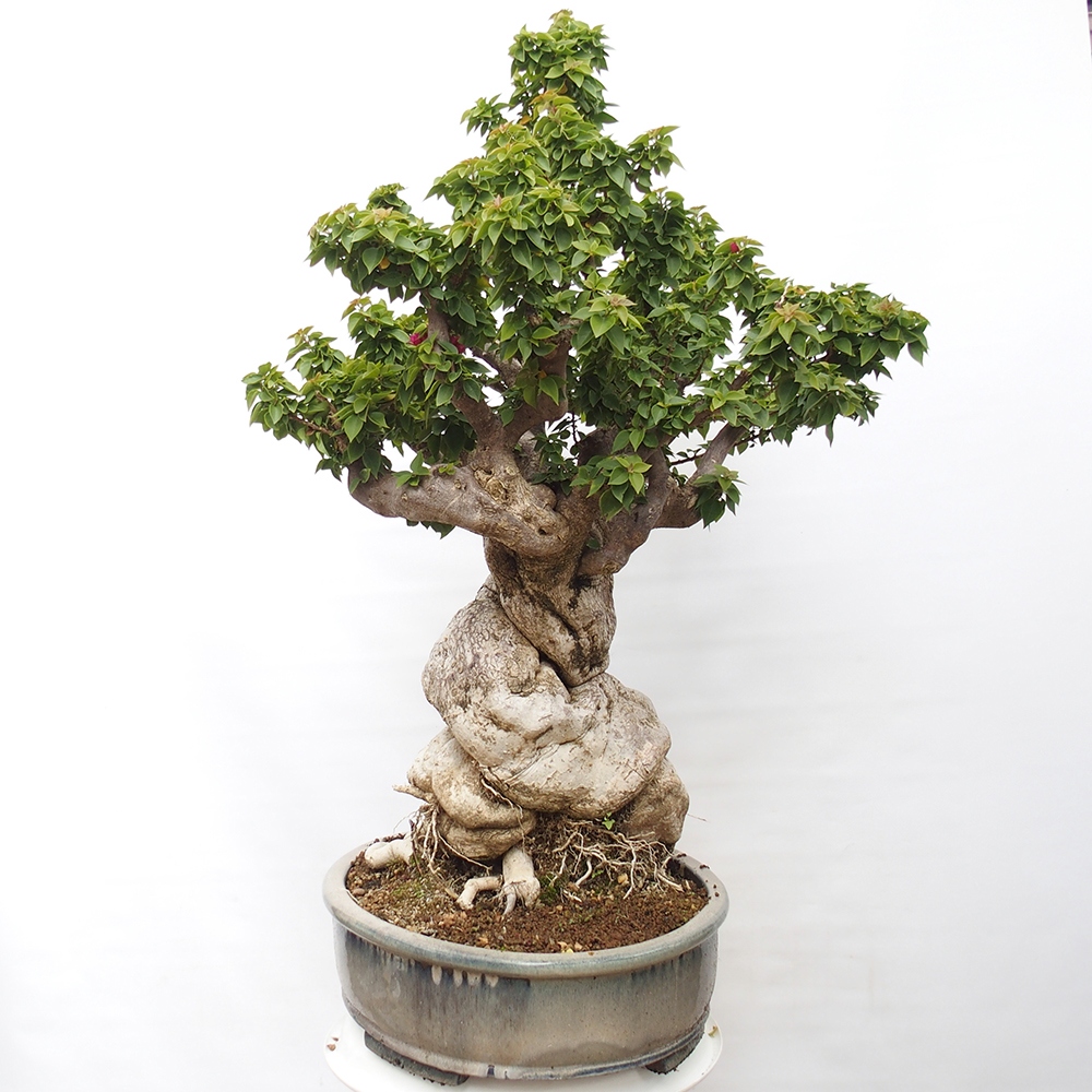 Camera bonsai - Bouganwilea