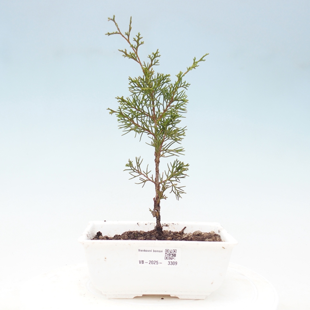 Bonsai da esterno - Juniperus chinensis Itoigawa