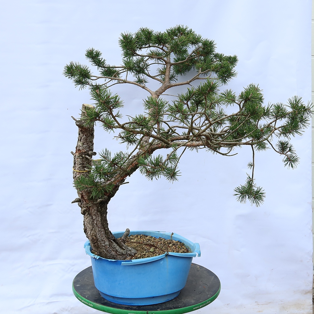 Pinus sylvestris Spagna - pino silvestre
