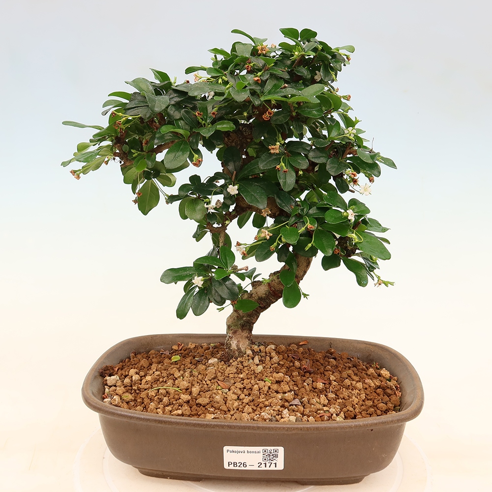 Camera bonsai - Carmona macrophylla - Tea fuki