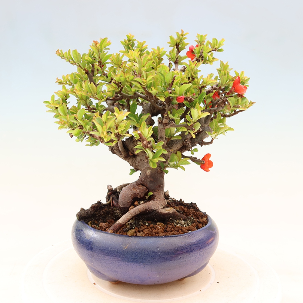 Bonsai da esterno - Chaneomeles speciosa Chojubai