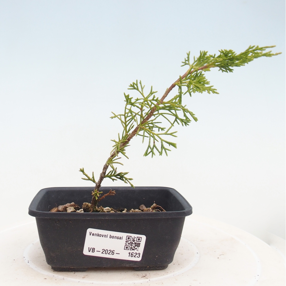 Bonsai da esterno - Juniperus chinensis Itoigawa