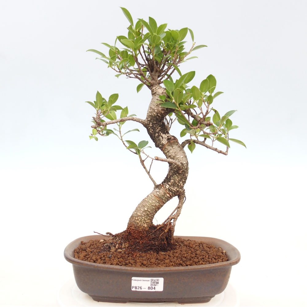 Camera bonsai - Ficus kimmen - ficus a foglie piccole