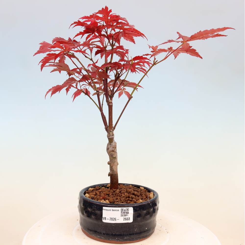 Bonsai da esterno - Palma Acer. Atropurpureum-Javor palmate