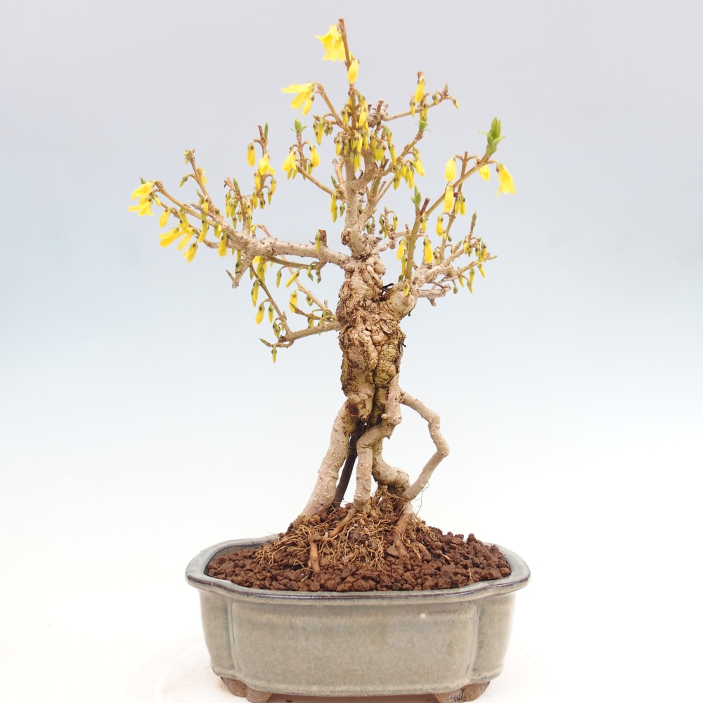 Bonsai da esterno - Zlatice - Forsythia koreana