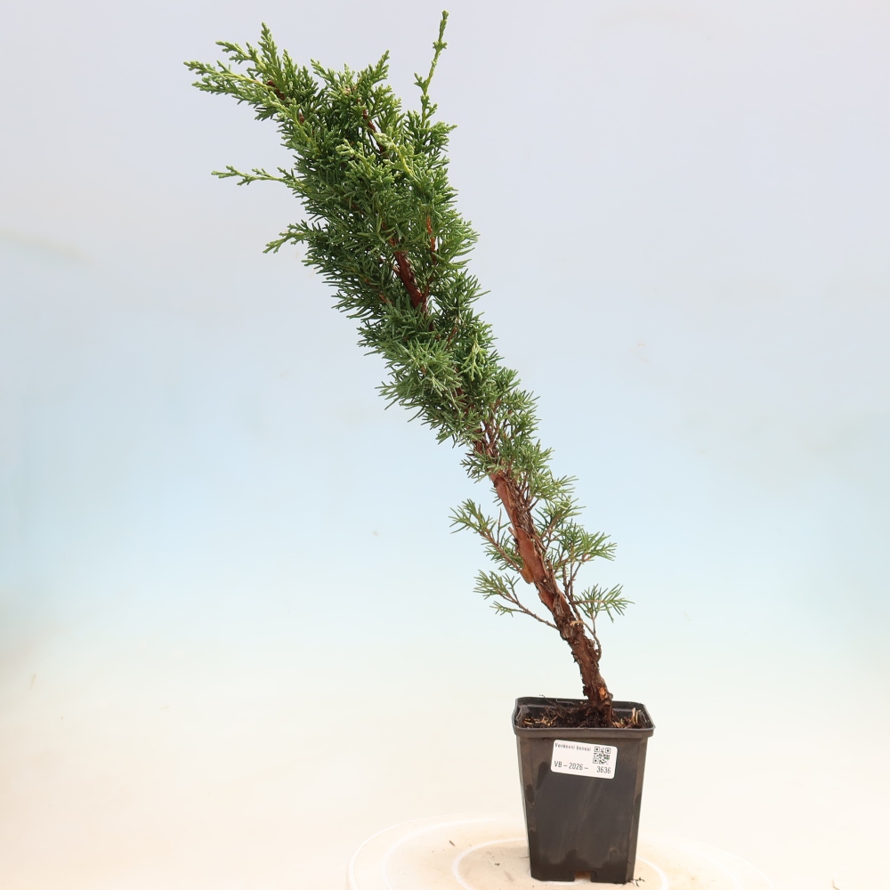 Bonsai da esterno - Juniperus chinensis Kishu
