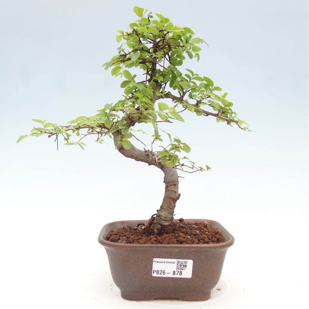 Camera bonsai - Ulmus parvifolia - Olmo a foglie piccole