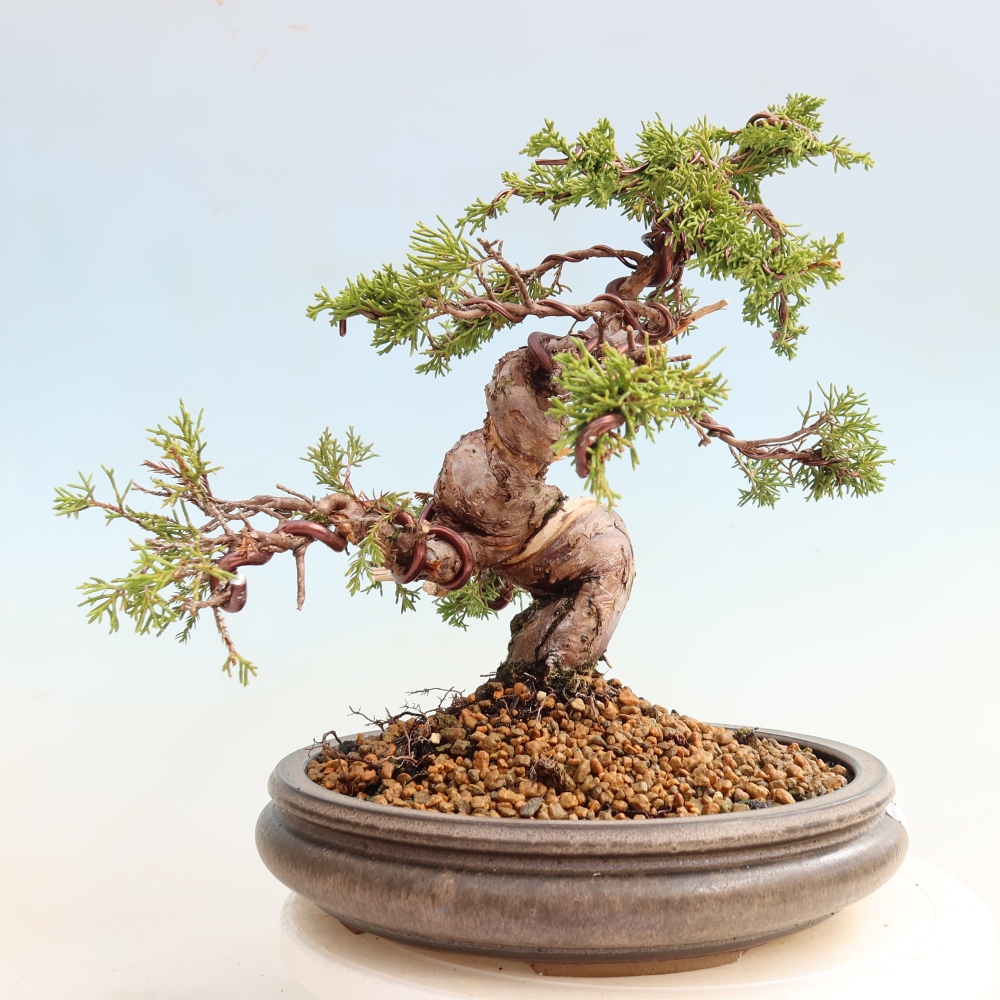 Bonsai da esterno - Juniperus chinensis Itoigawa-Juniperus chinensis