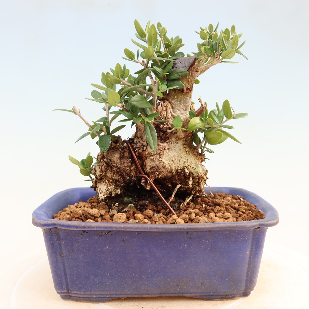Bonsai da interno - Olea europaea sylvestris