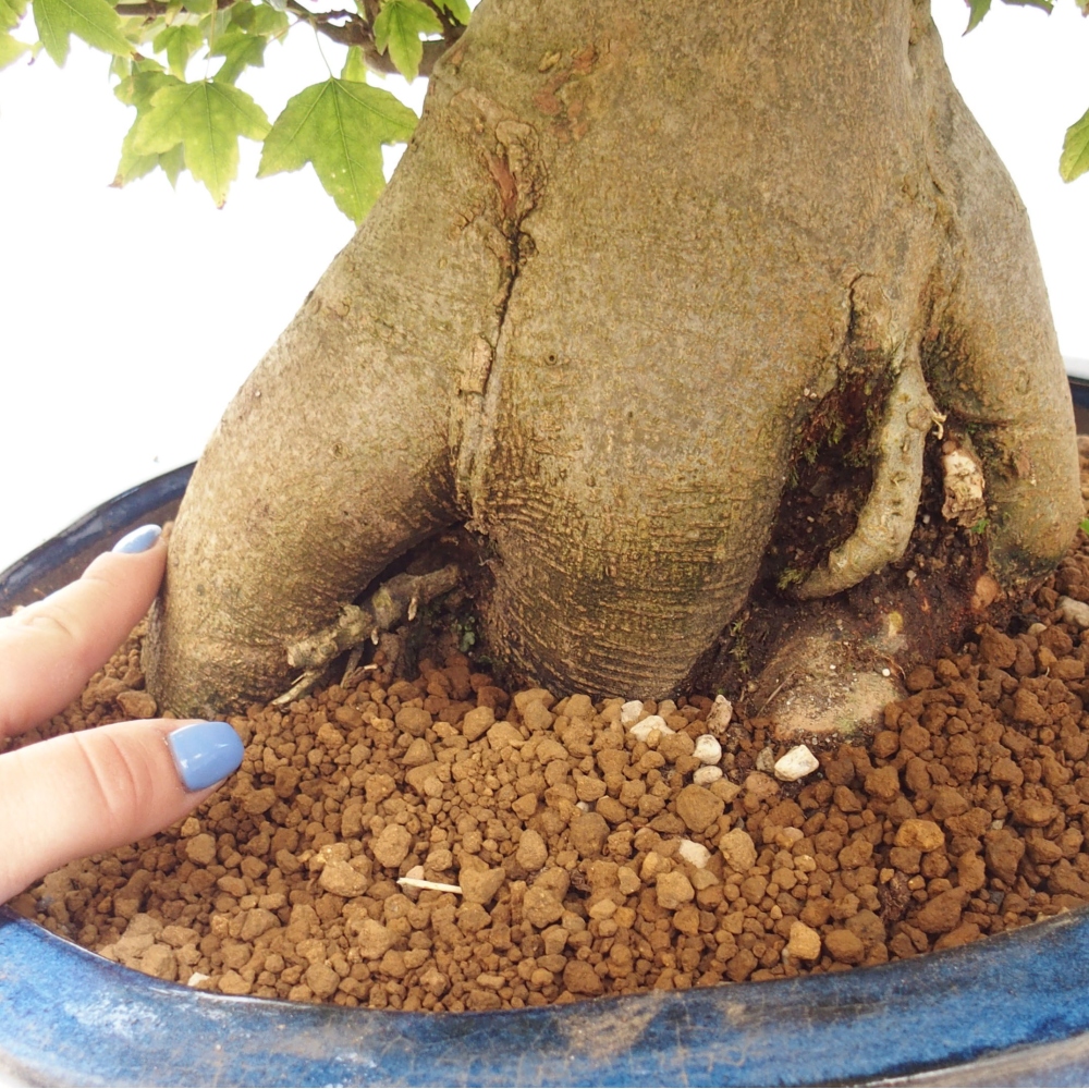 Bonsai da esterno - Acer Buergerianum - Acero di Burger