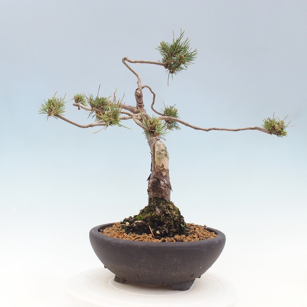 Bonsai da esterno - Pinus Sylvestris Watererri - Pino silvestre