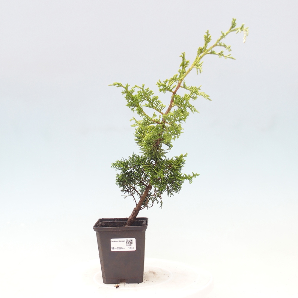 Bonsai da esterno - Juniperus chinensis Itoigawa