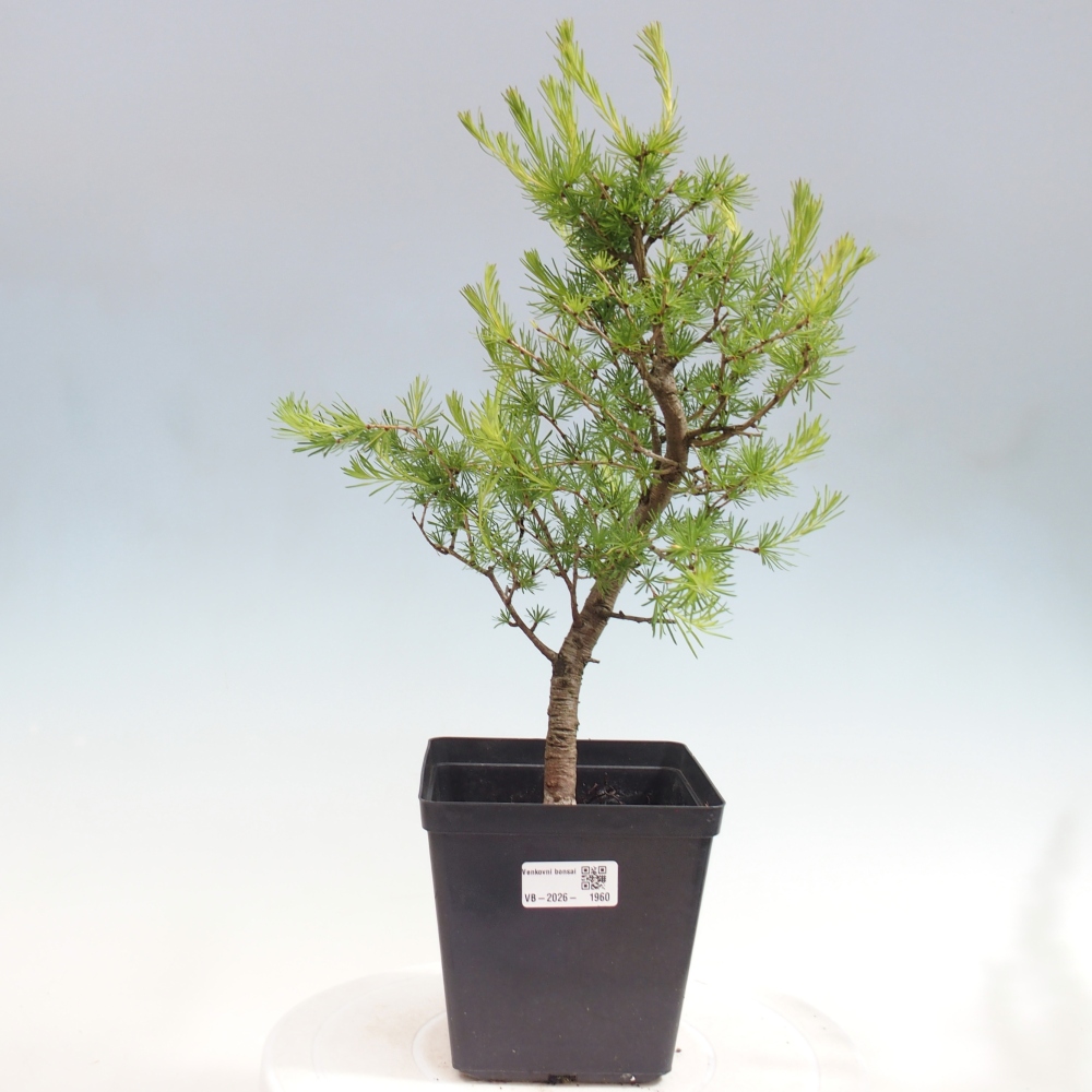 Bonsai da esterno -Larix decidua - Larice