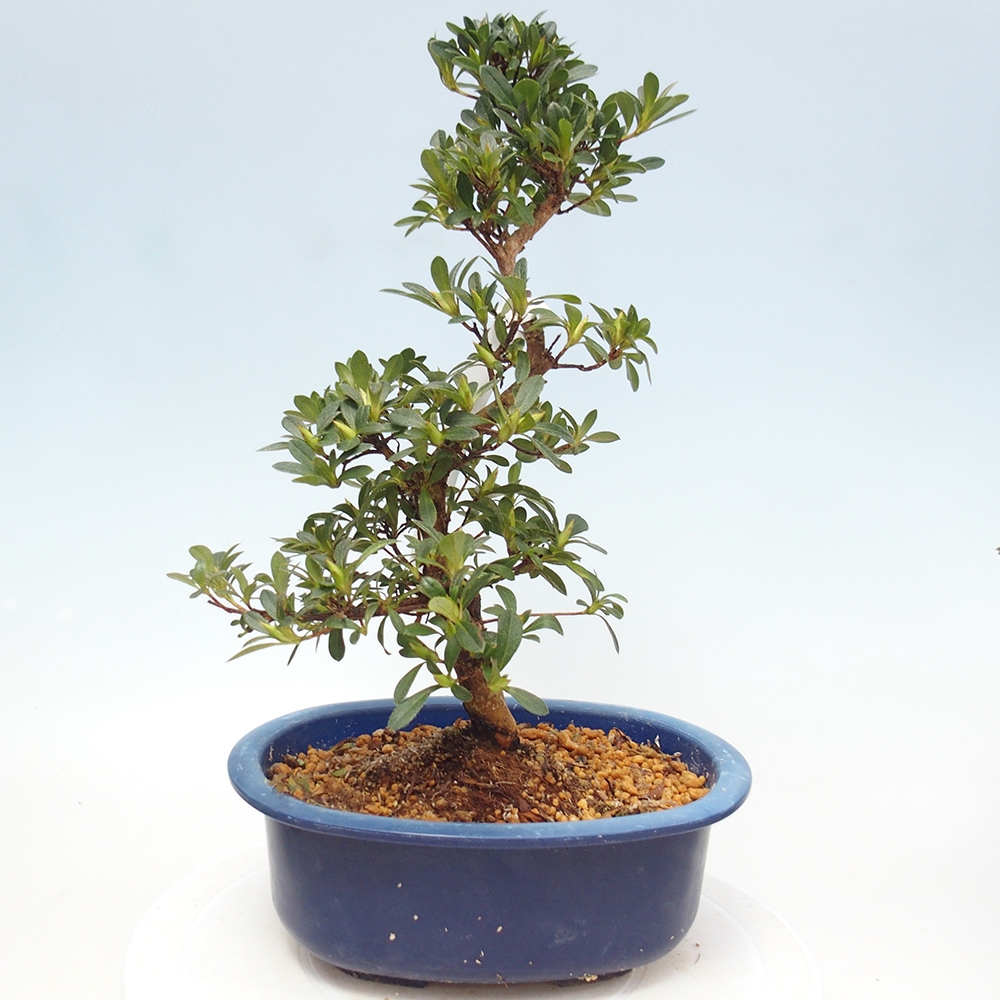 Bonsai da esterno - Azalea giapponese - Azalea Santoka