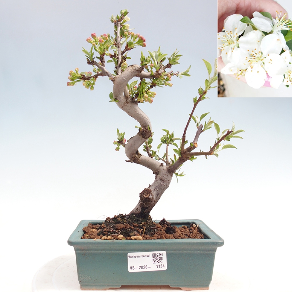 Bonsai da esterno - Malus sargentii - Melo a frutto piccolo