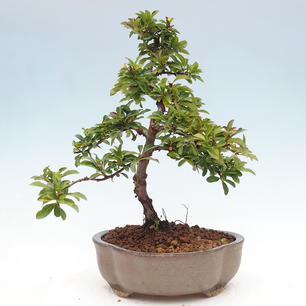 Bonsai da esterno-Pyracantha Teton -Hlox