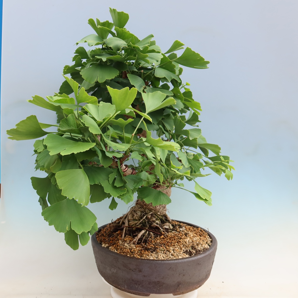 Bonsai da esterno - Ginkgo biloba - Ginkgo biloba