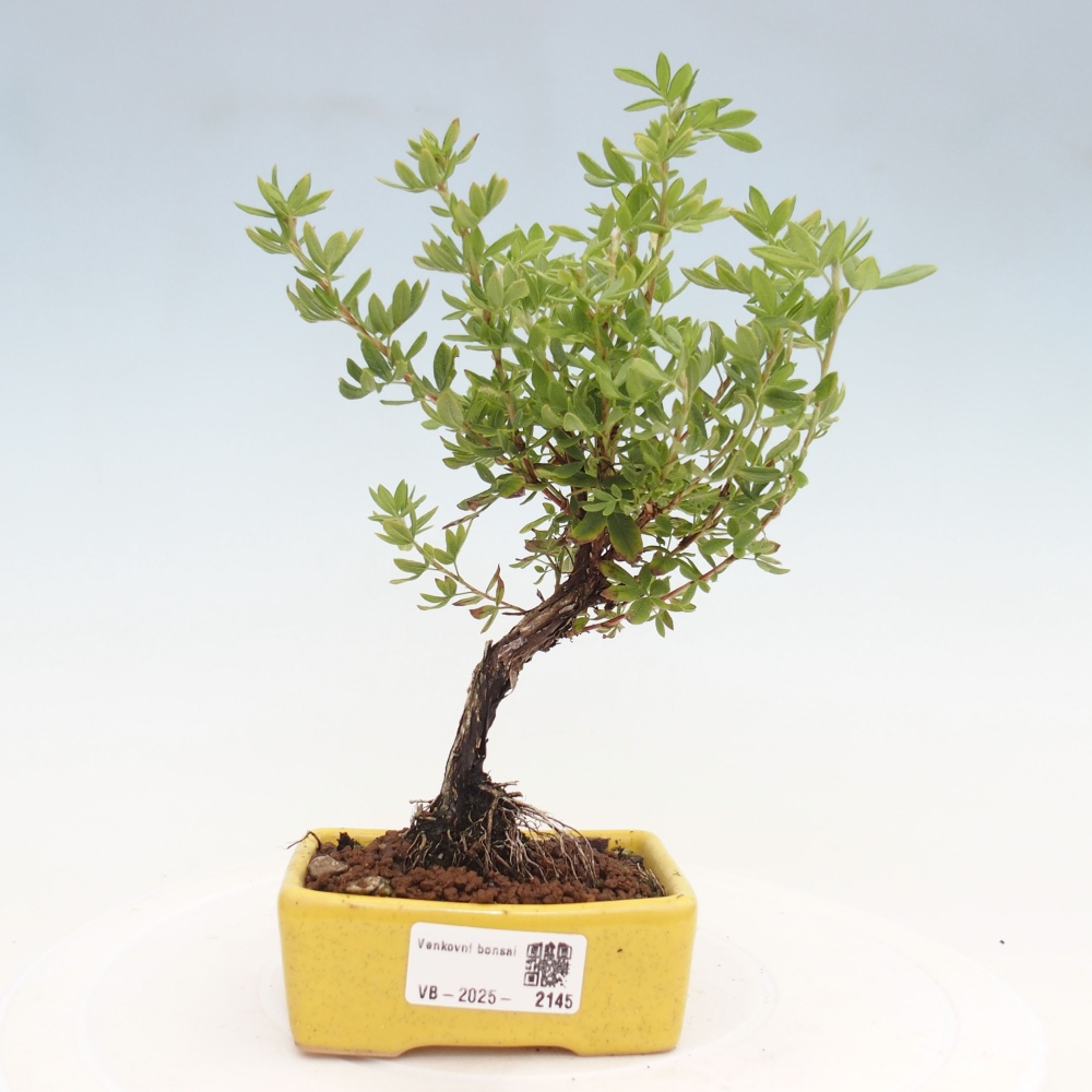 Bonsai da esterno - Potentila fruticosa yellow Bird