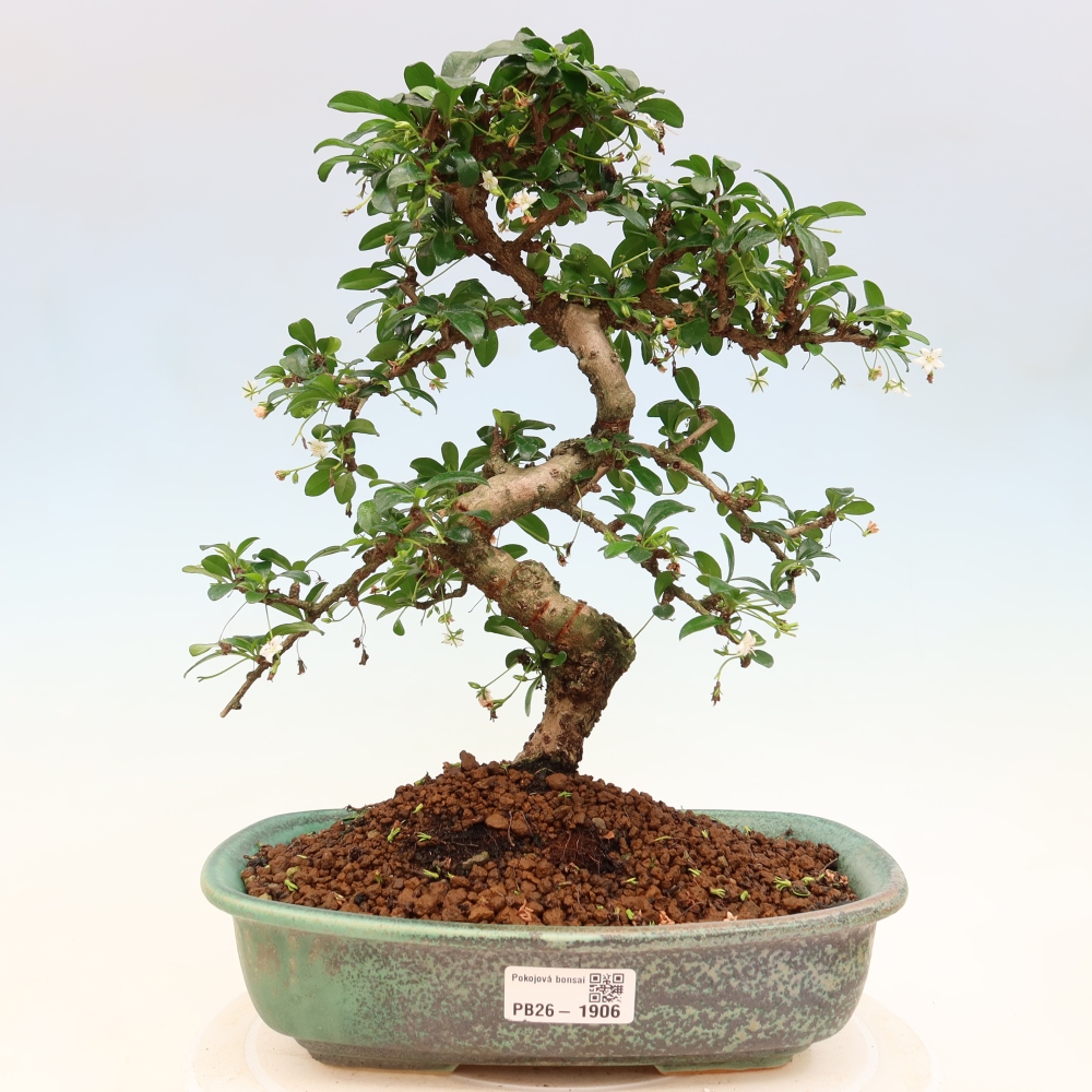 Camera bonsai - Carmona macrophylla - Tea fuki