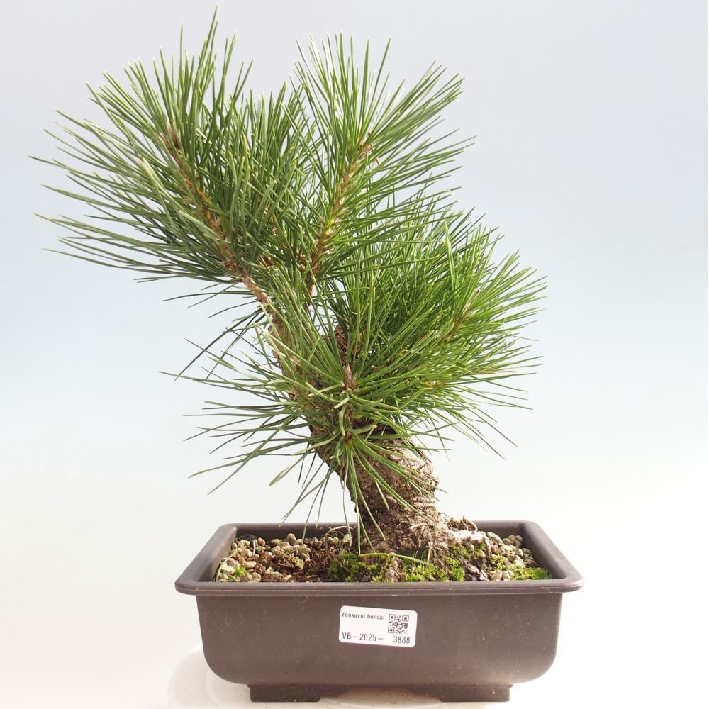 Bonsai da esterno - Pinus thunbergii - Pino di Thunberg