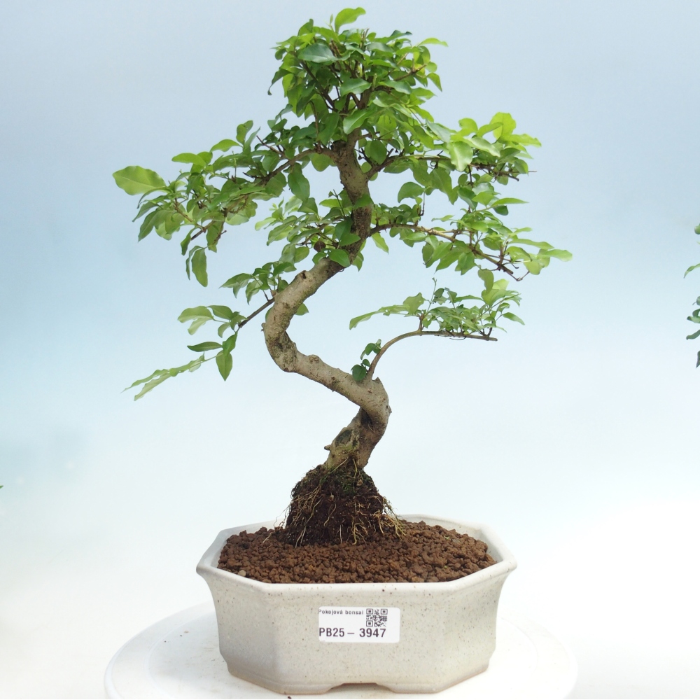 Camera bonsai -Ligustrum chinensis - Becco d'uccello