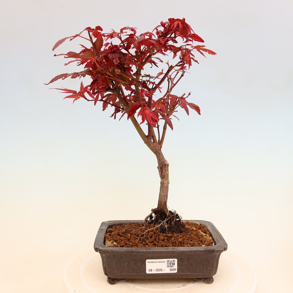 Bonsai da esterno - Acero palmatum - Acer palmatum Berry Broom 