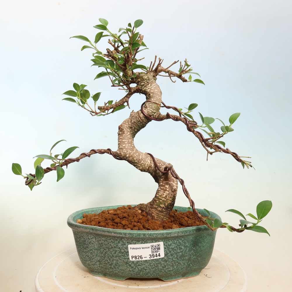 Camera bonsai - Ficus kimmen - ficus a foglie piccole