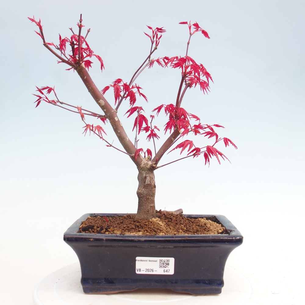Bonsai da esterno - Acer palmatum DESHOJO