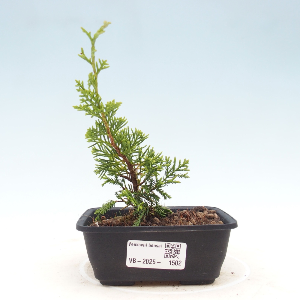 Bonsai da esterno - Juniperus chinensis Itoigawa