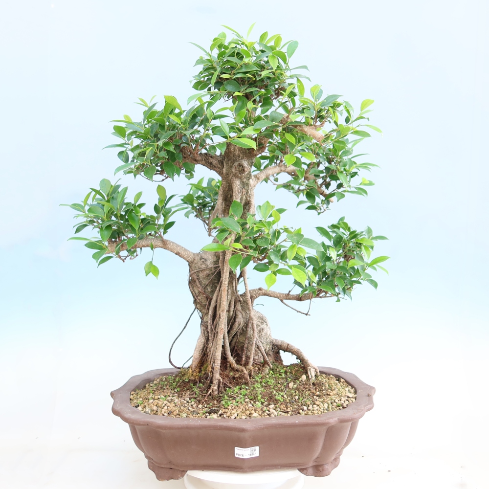 Camera bonsai - Ficus kimmen - ficus a foglie piccole