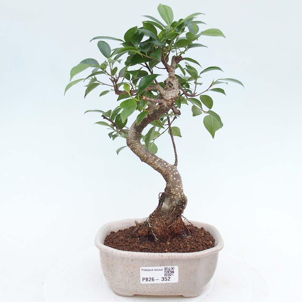 Camera bonsai - Ficus retusa - ficus a foglie piccole