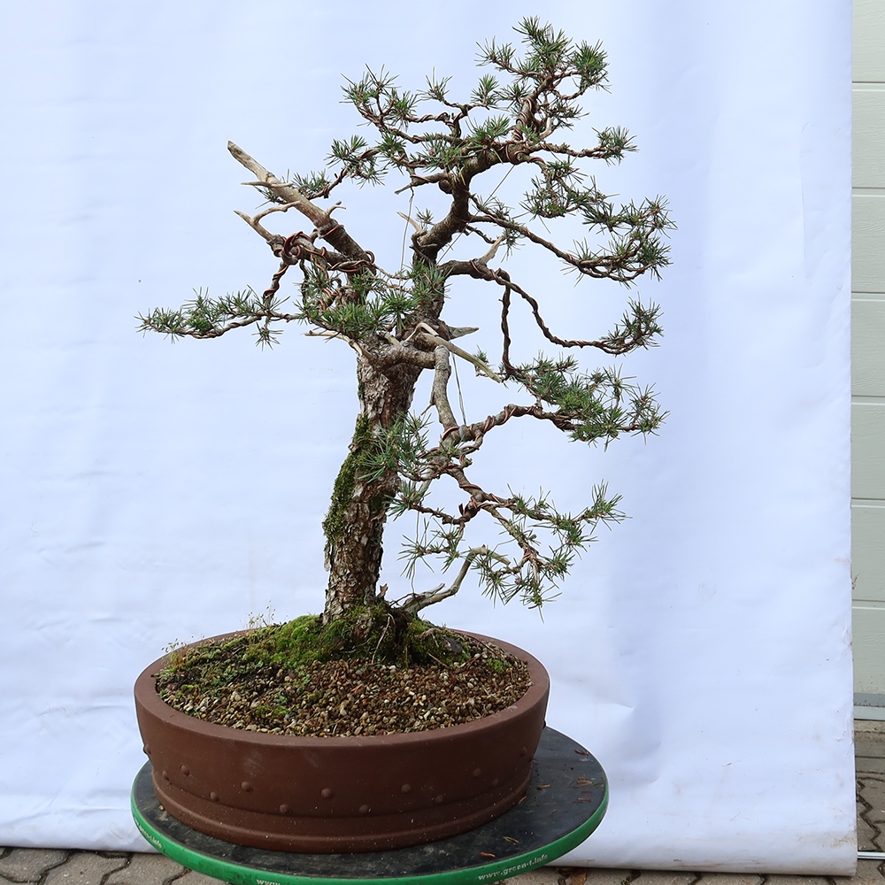 Pinus sylvestris Spagna - pino silvestre
