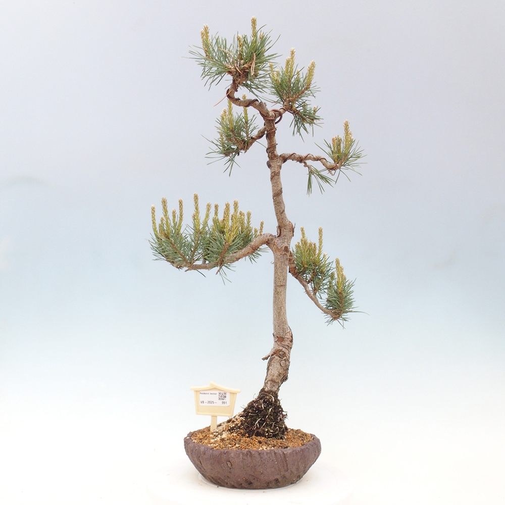 Bonsai da esterno - Pinus Sylvestris Watererri - Pino silvestre