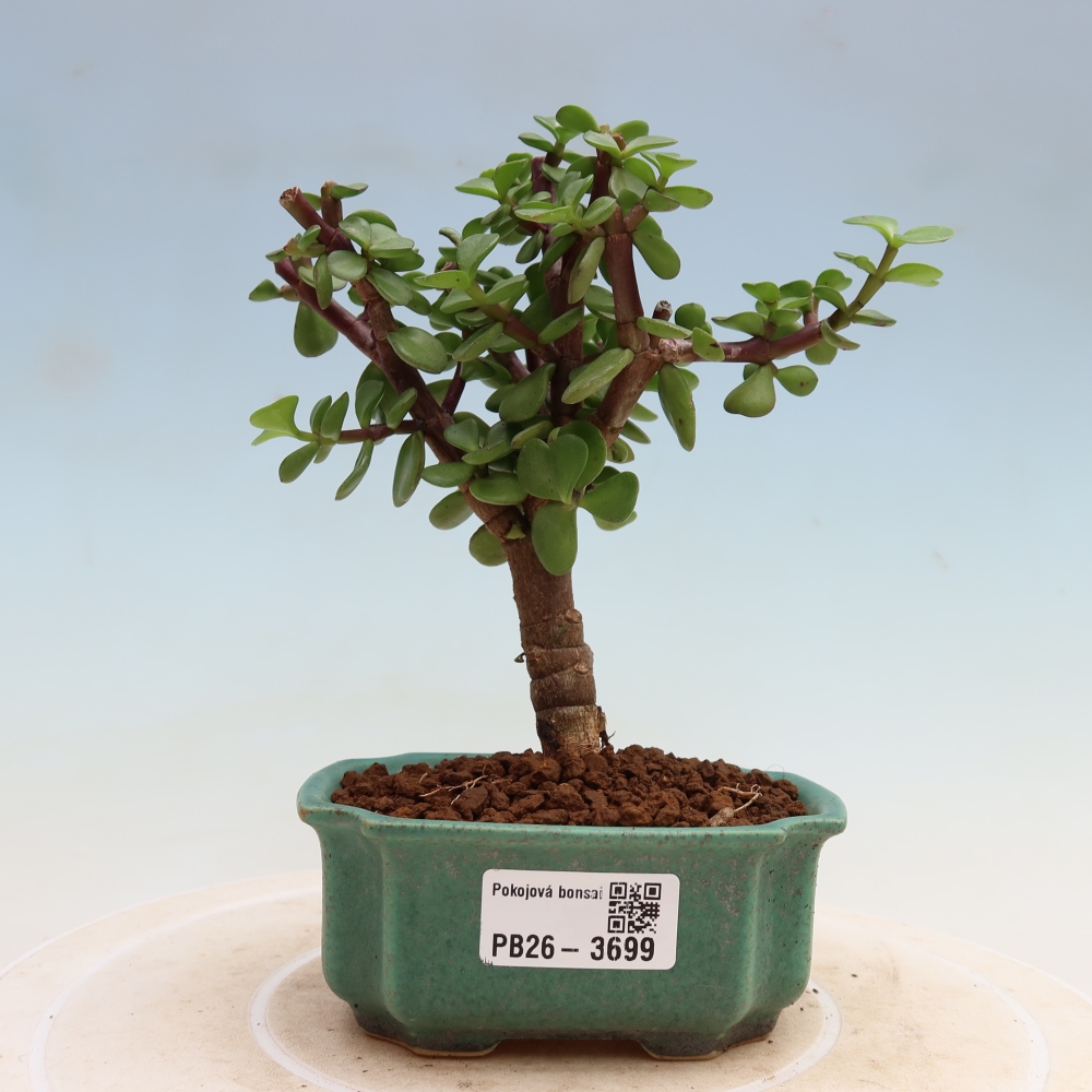 Camera bonsai - Portulakaria Afra - Tlustice