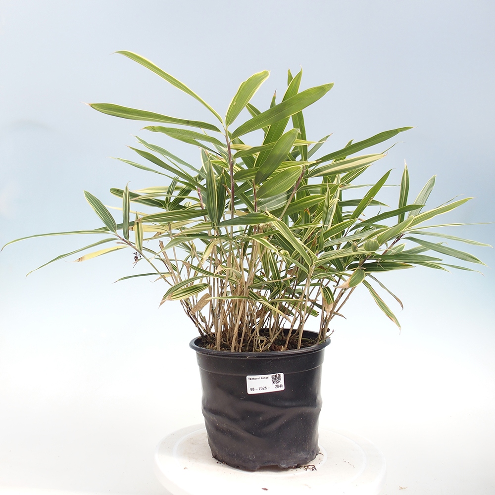 Bonsai da esterno - Sasaella masamuneana Albostriata - Bambù