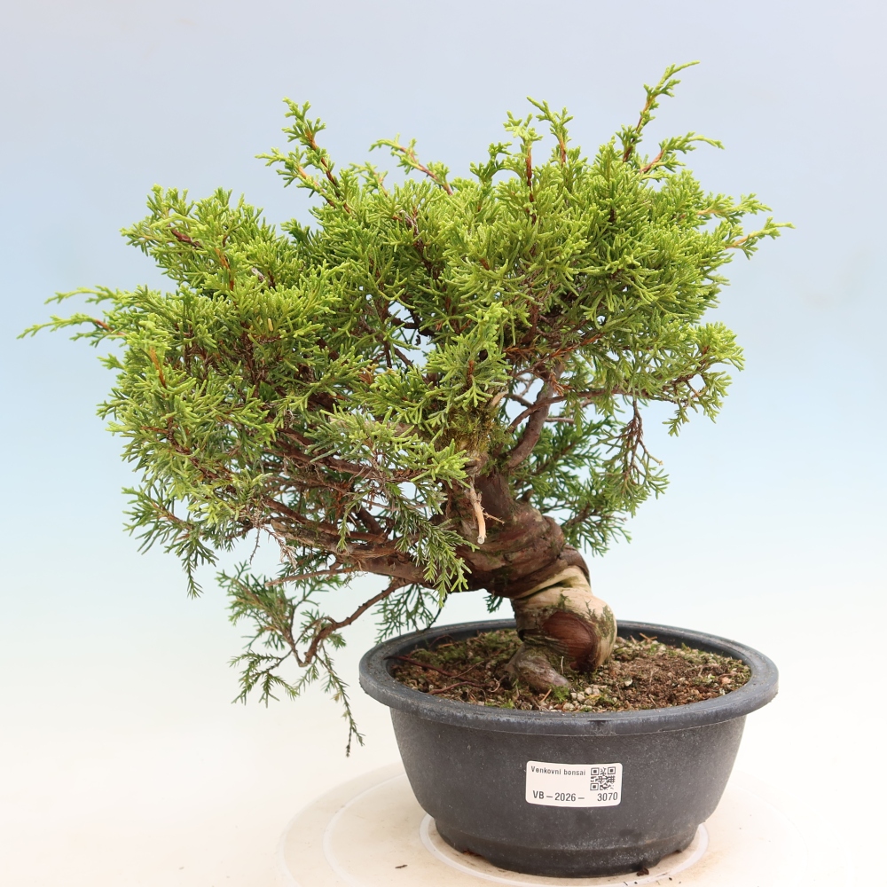 Bonsai da esterno - Juniperus chinensis Itoigawa-Juniperus chinensis