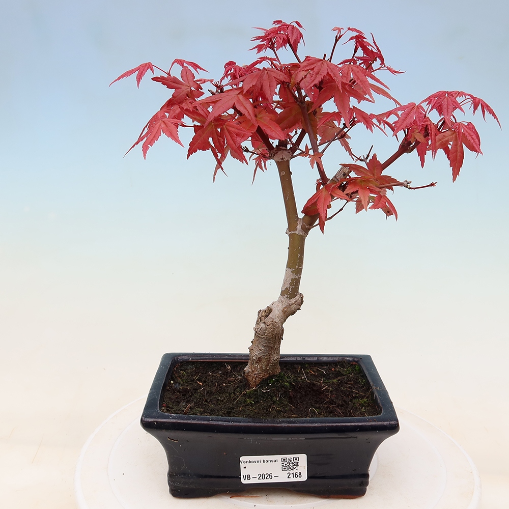 Bonsai da esterno - Acer palmatum DESHOJO