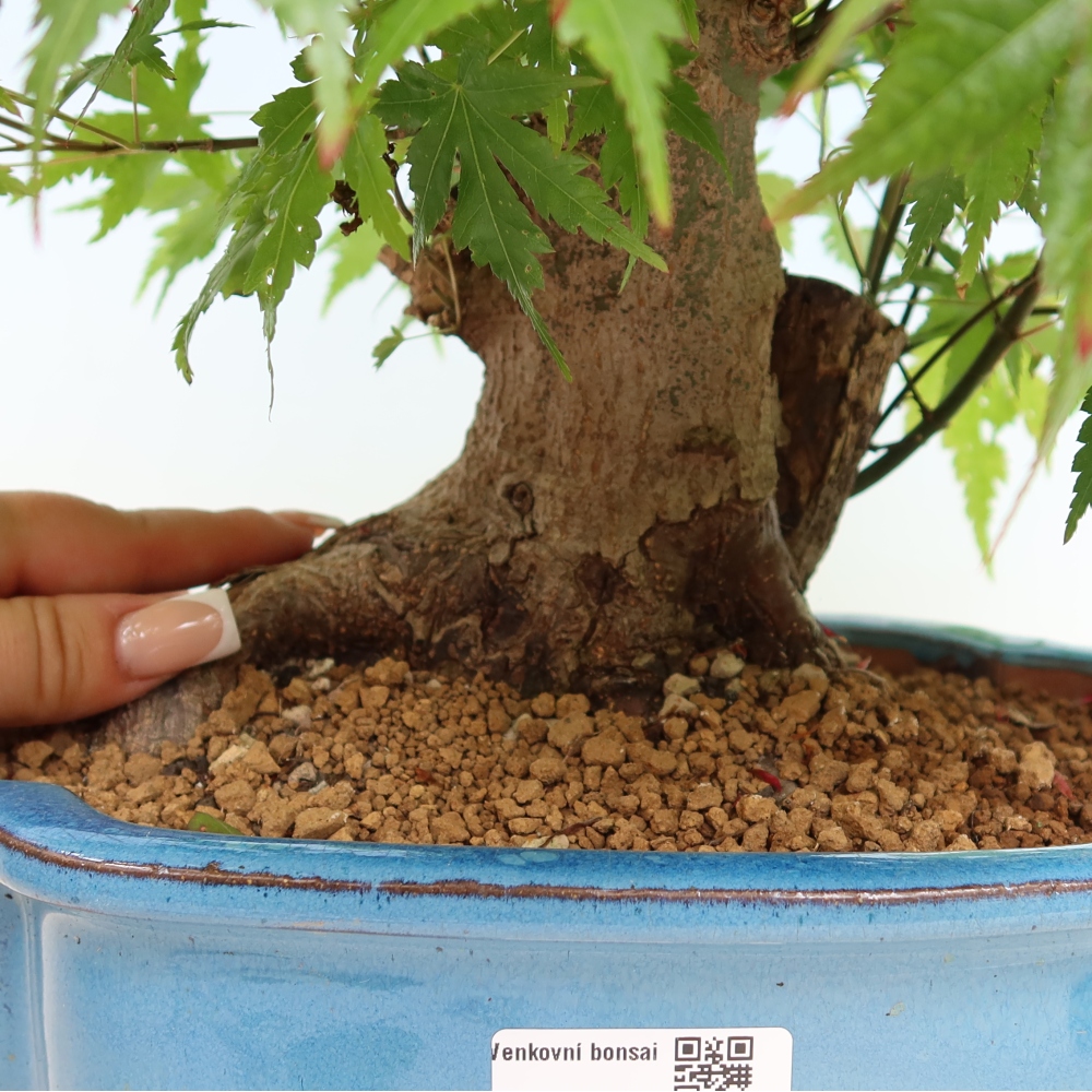 Bonsai da esterno - Acero Burger - Acer Burgerianum