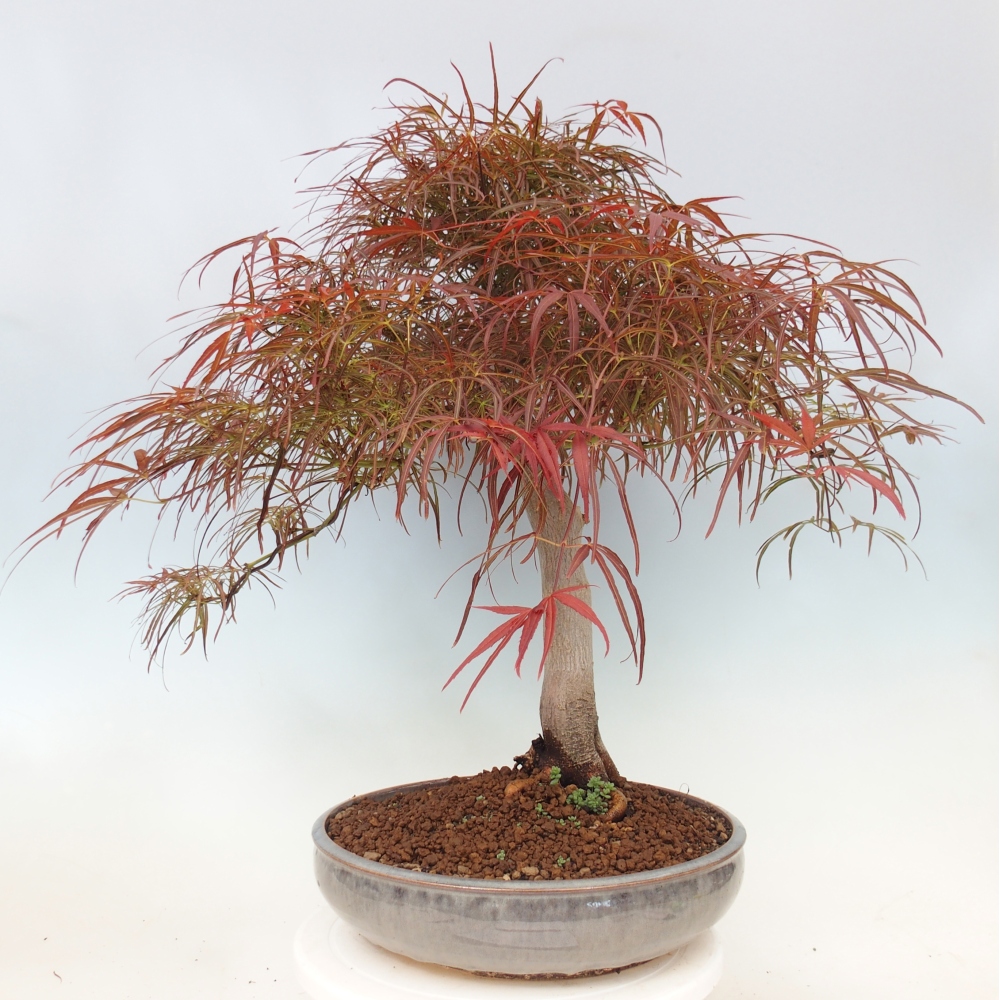 Bonsai da esterno - Acer palmatum RED PYGMY