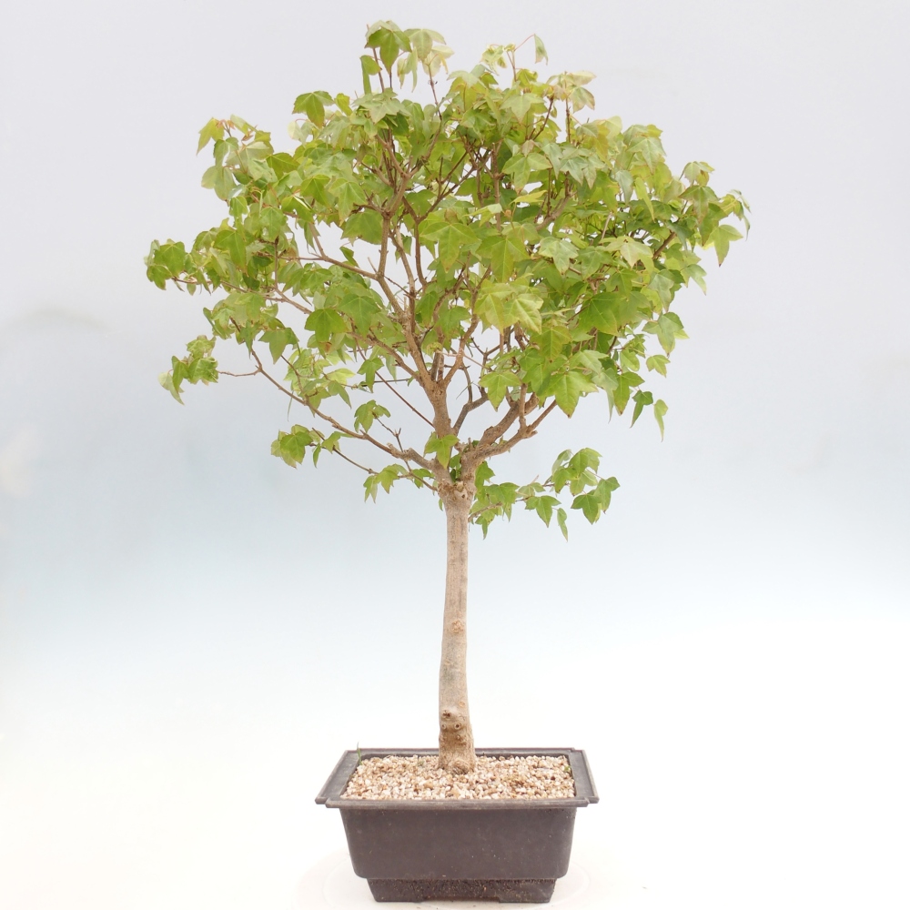 Bonsai da esterno - Acer Buergerianum - Acero di Burger