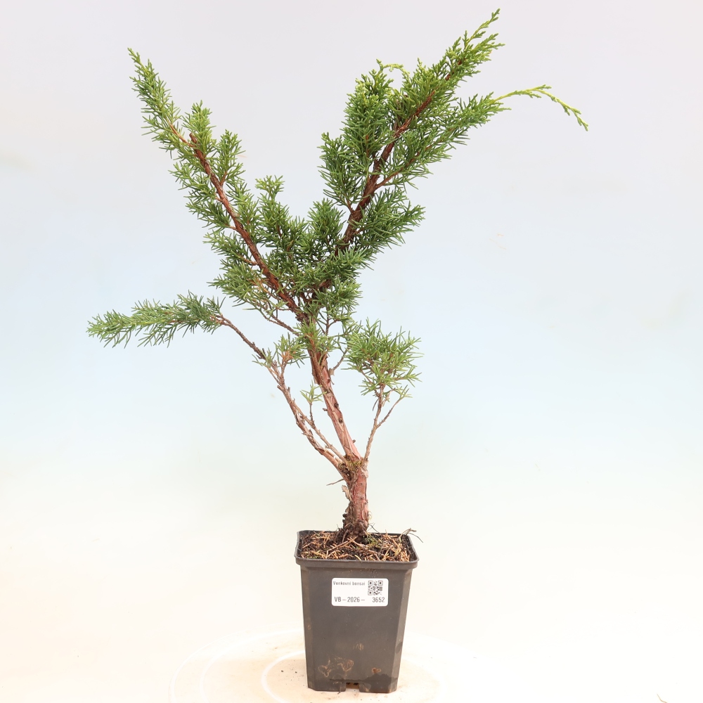 Bonsai da esterno - Juniperus chinensis Kishu