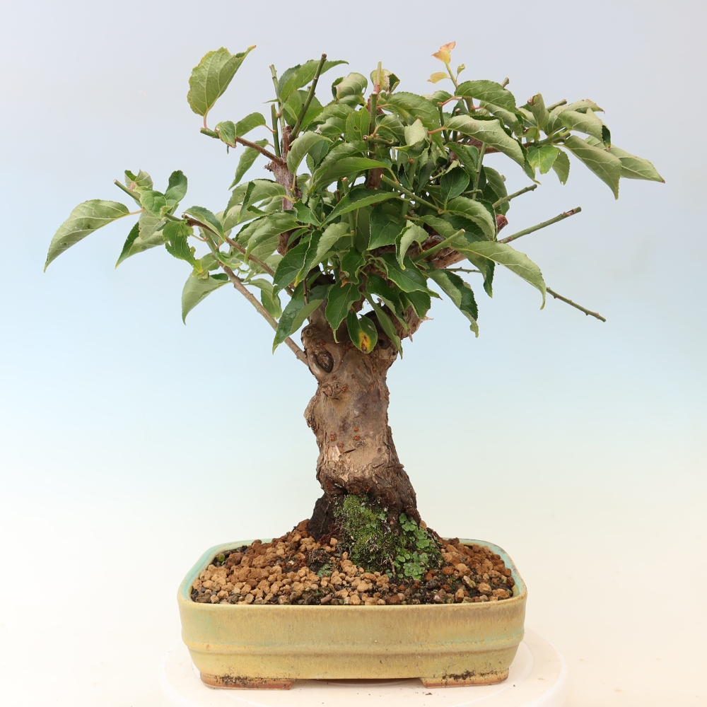 Bonsai da esterno - Albicocco giapponese - Prunus Mume