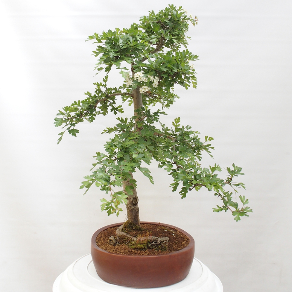 Bonsai da esterno - Biancospino - Crataegus monogyna
