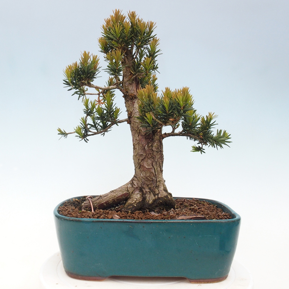 Bonsai da esterno - Taxus cuspidata - Tasso giapponese