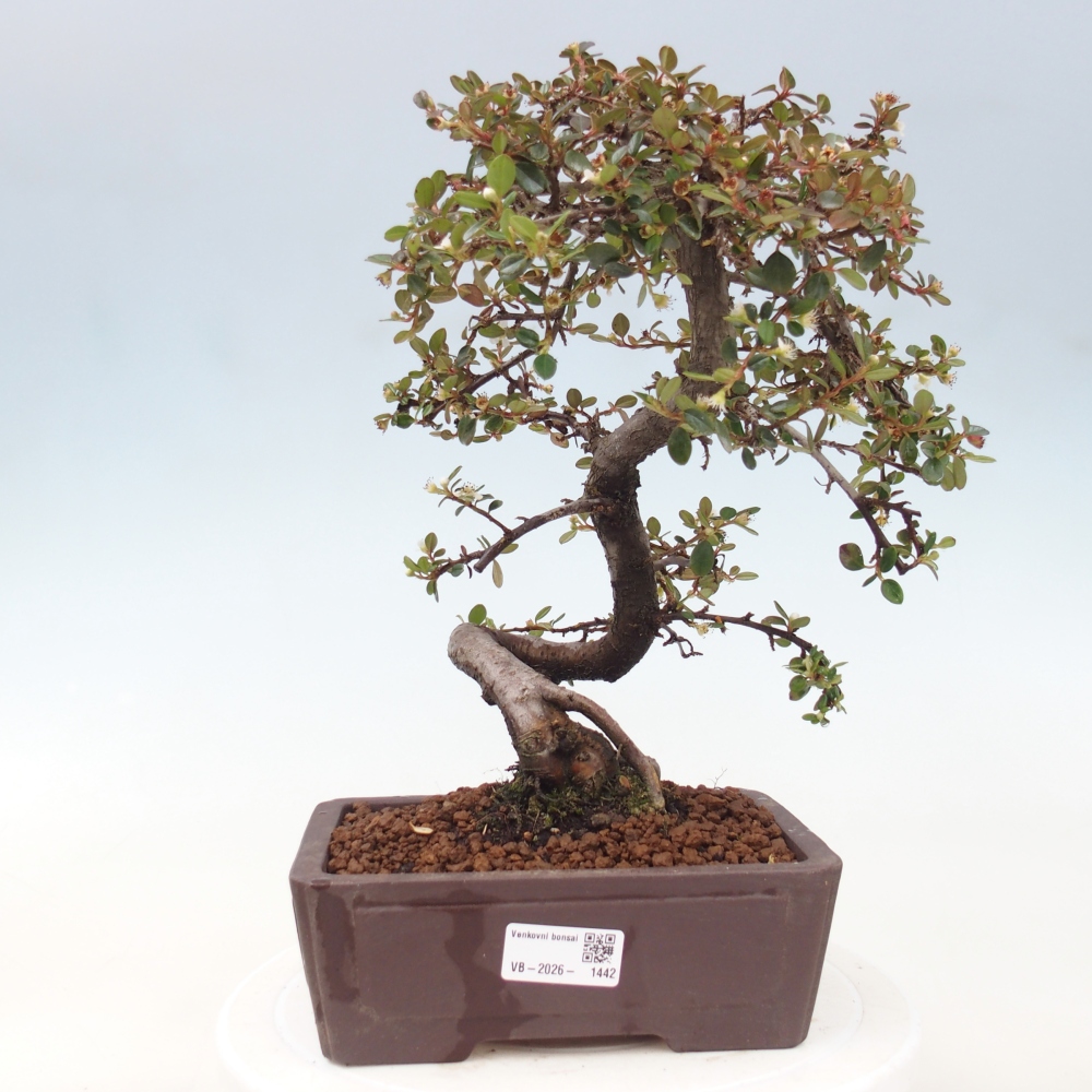 Bonsai da esterno - Cotoneaster dammeri - Roccia di Damer