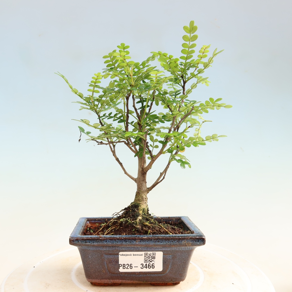 Camera bonsai - Zantoxylum piperitum - albero del pepe