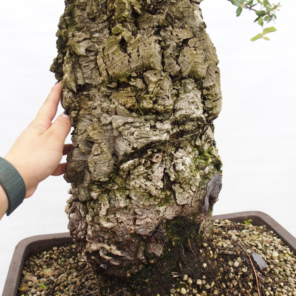 bonsai da esterno Quercus suber - Quercia da sughero